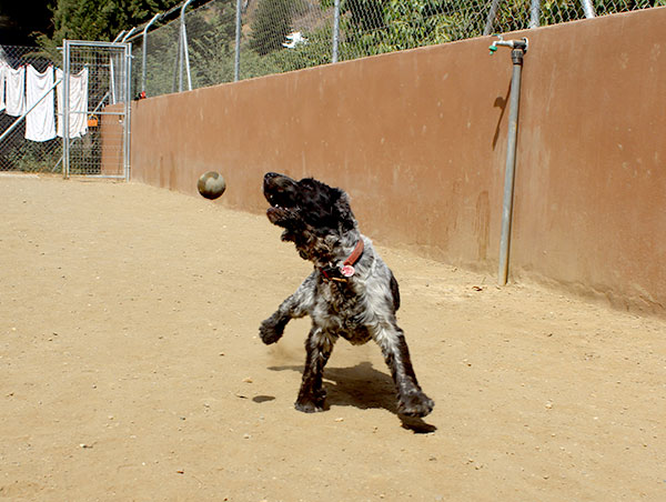 dog