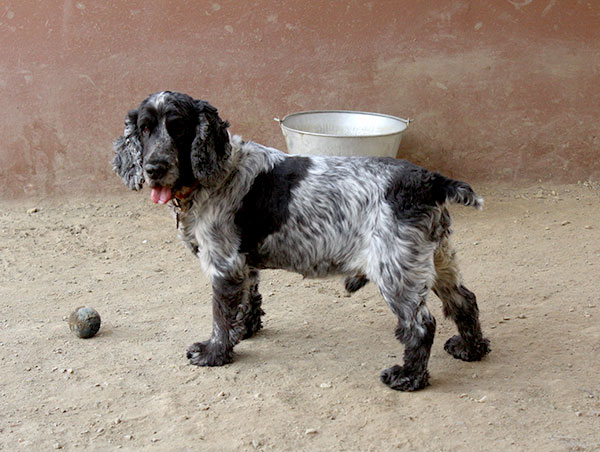 dog