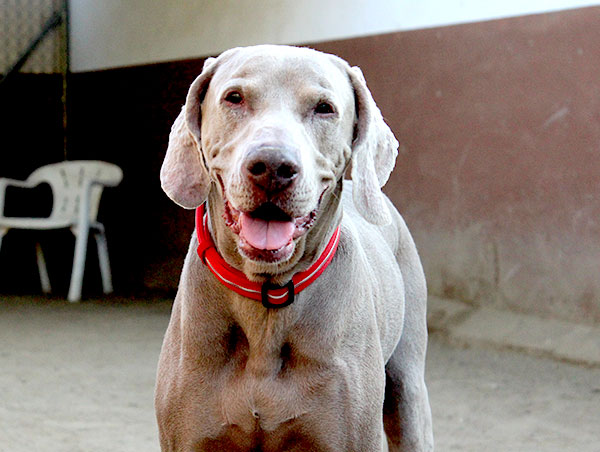 dog