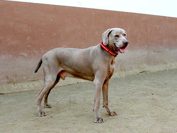 dog