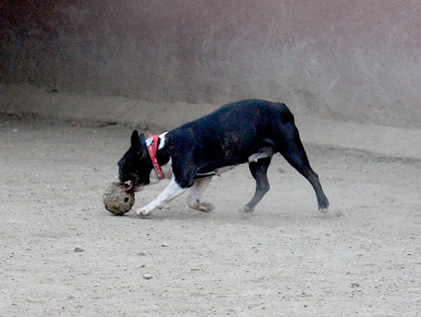 dog