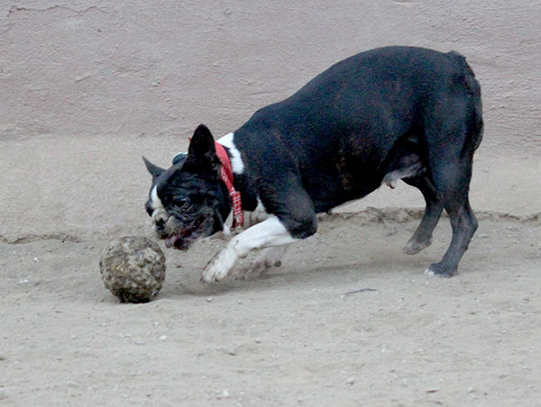 dog