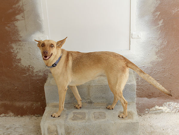 dog