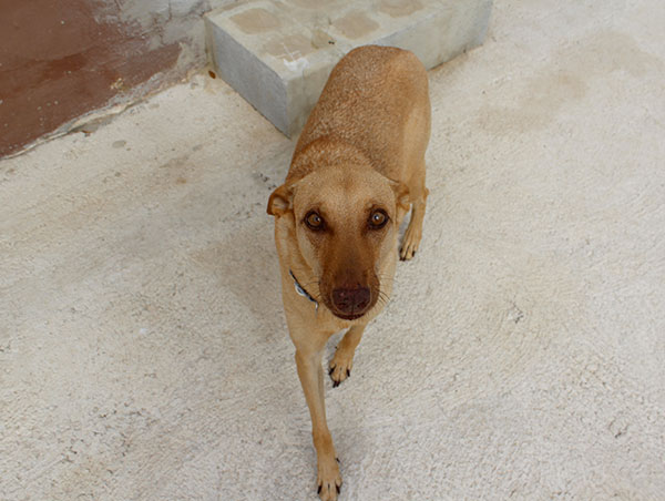 dog