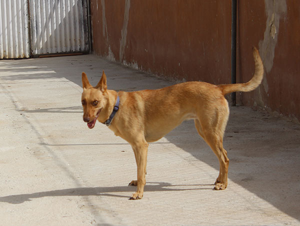 dog