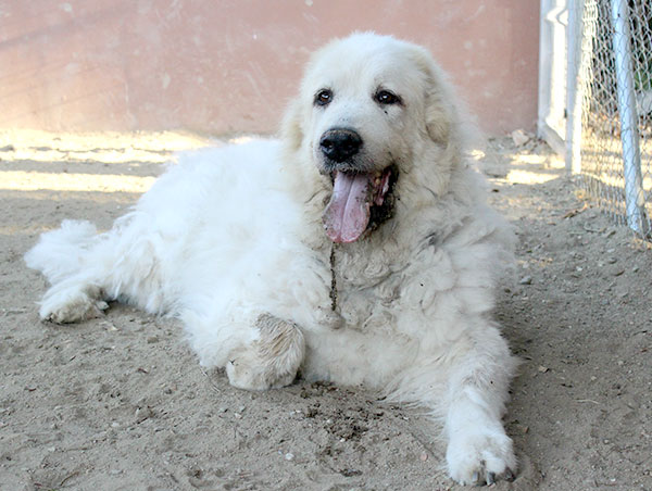 dog