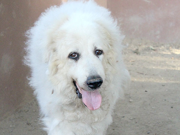 dog