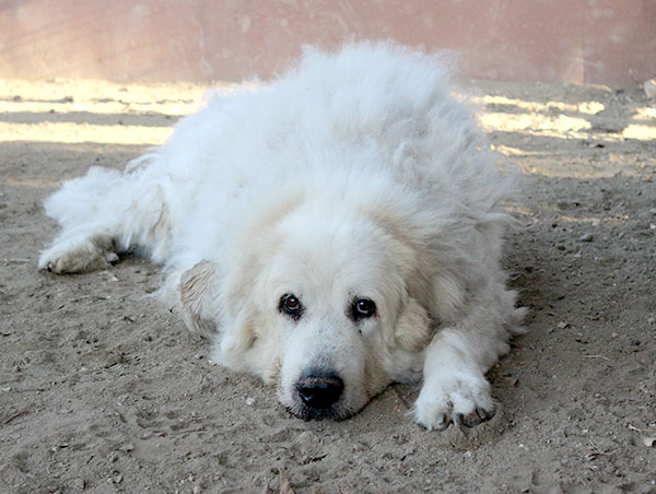 dog
