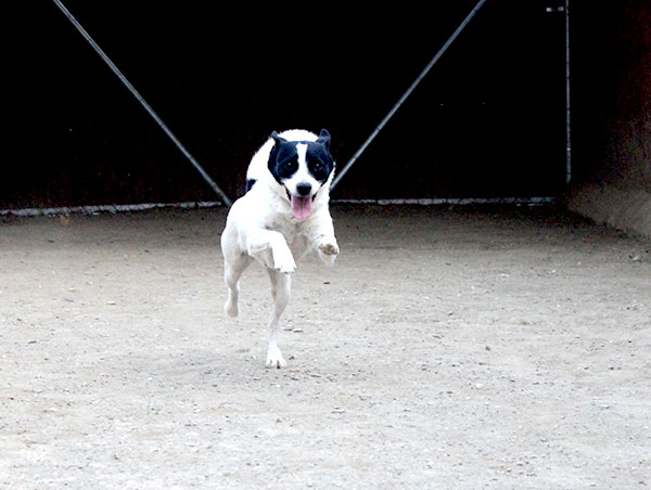 dog