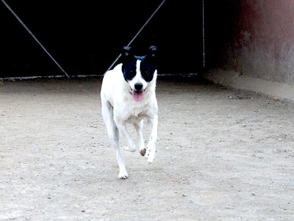 dog