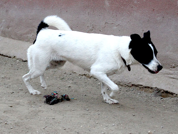 dog
