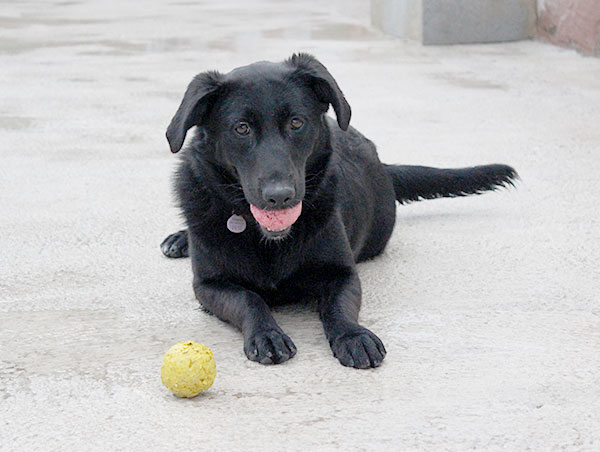 dog