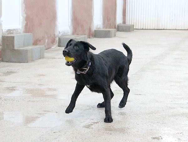 dog
