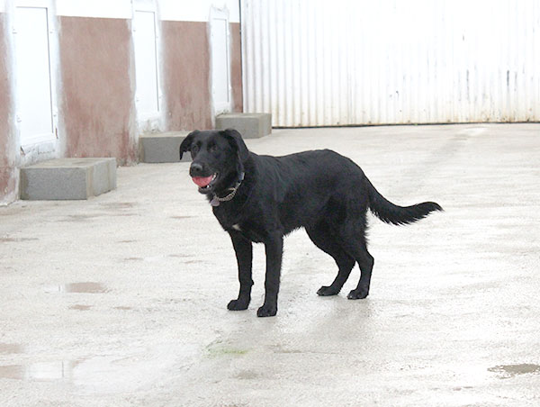 dog