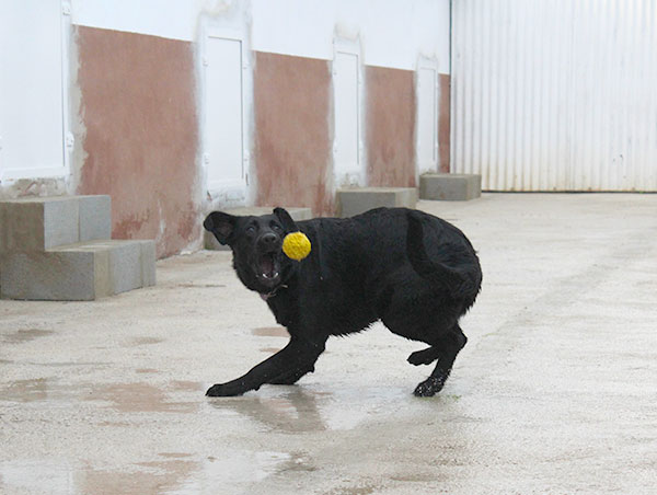 dog