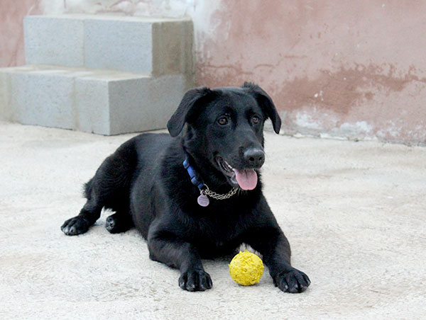 dog
