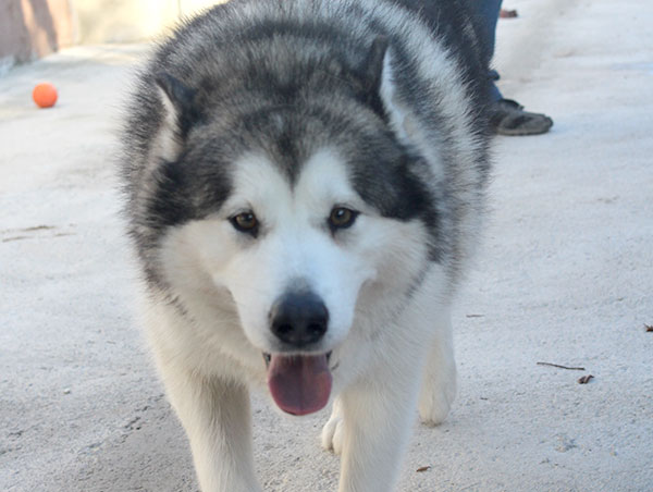 dog