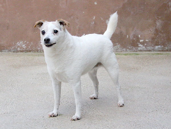dog