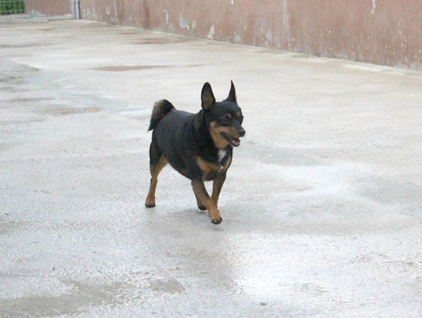 dog