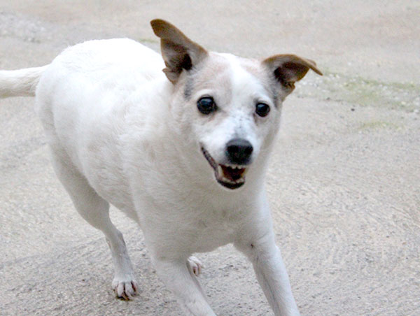 dog