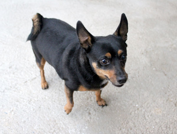 dog