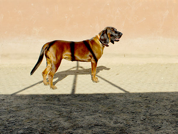 dog
