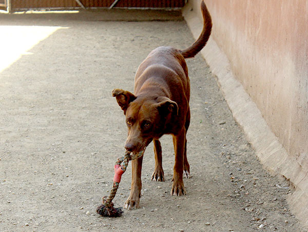 dog