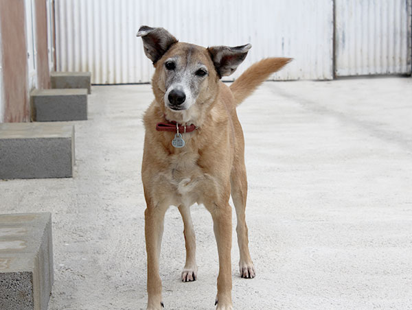dog