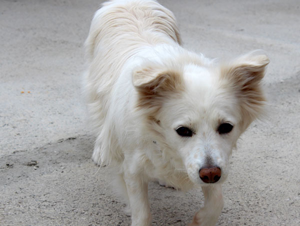 dog