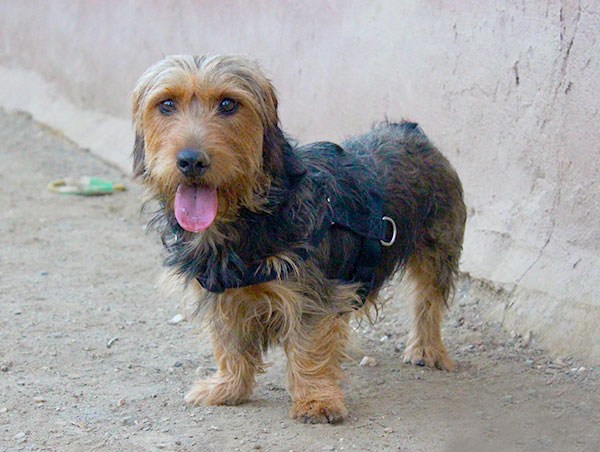 dog