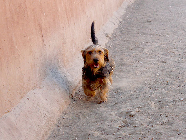 dog