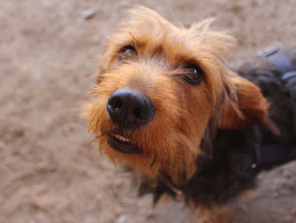 dog