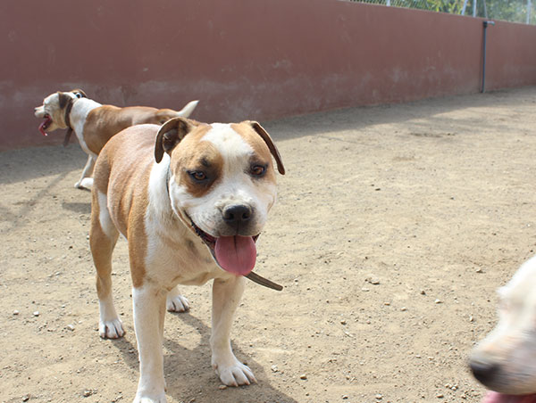 dog
