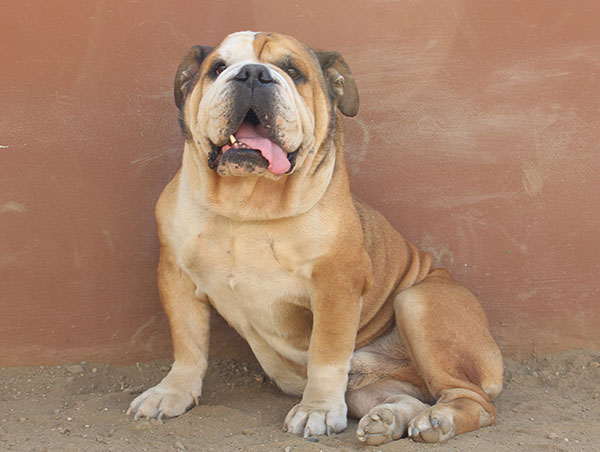 dog