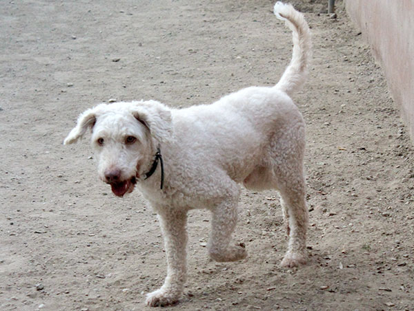 dog