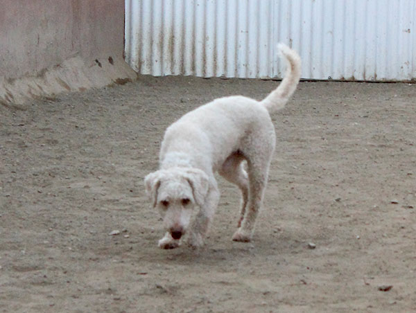 dog