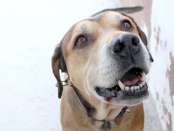 dog