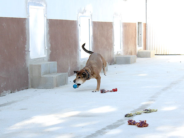 dog