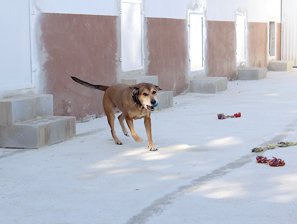 dog
