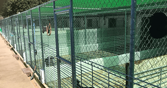 Kennel Refurbishment